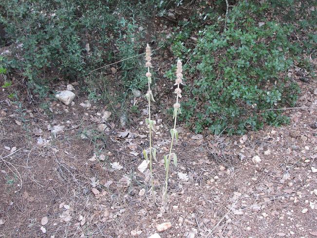 Stachys germanica